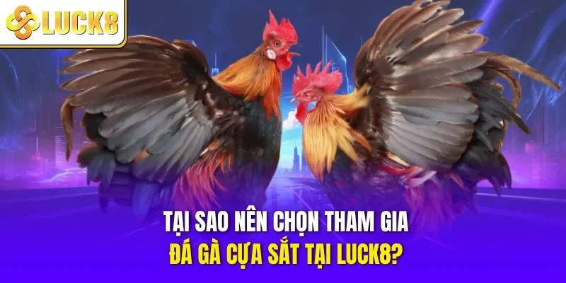 Tại sao nên chọn tham gia đá gà cựa sắt tại LUCK8?